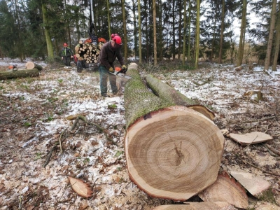 Proč se v lese kácí a proč je to dobře?