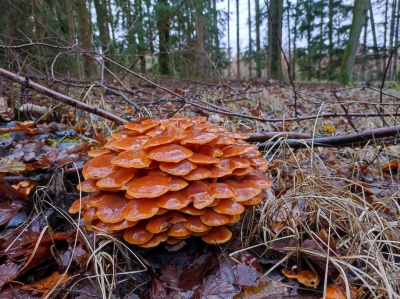 Houbařská sezóna